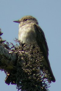 Muscicapa srtiata - Gobemouche gris - Spotted Flycatcher - Grauschnpper