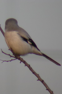 Lanius excubitor - Pie-griche grise - Great Grey Shrike - Raubwrger