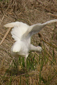 Bubulcus ibis - Hron garde-boeufs - Western Cattle Egret - Kuhreiher