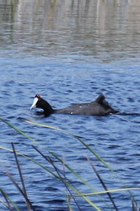 Fulica cristata - Red-knobbed Coot - Foulque caroncule - Kammblhuhn