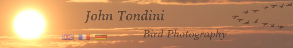 Bird-photography-John-Tondini