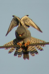 Falco vespertinus - Faucon kobez - Red-footed Falcon - Rotfussfalke