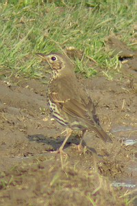 Turdus philomelos - Grive musicienne - Song Thrush - Singdrossel