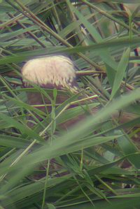 Circus aeruginosus - Busard des roseaux - Marsh Harrier - Rohrweihe