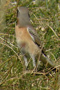 Oenanthe oenanthe - Traquet motteux - Northern Wheatear - Steinschmtzer