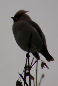 Bombycilla garrulus - Jaseur boral - Waxving - Seidenschwanz