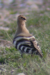 Upupa epops - Huppe fascie  - Hoopoe - Wiedehopf