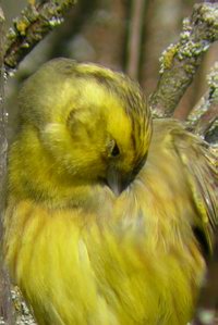 Emberiza citrinella - Bruant jaune - Yellowhammer - Goldammer