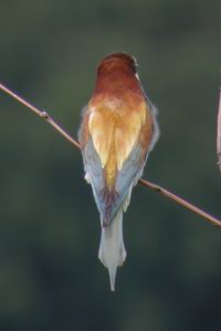 Merops apiaster - Gupier d'Orient - European Bee-eater - Bienenfresser