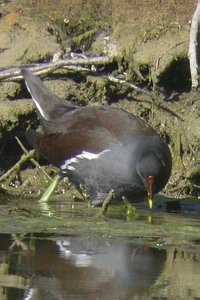 Gallinula chloropus - Gallinule poule-d'eau - Moorhen - Teich Huhn