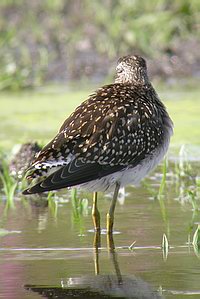 Tringa glareola - Chevalier sylvain - Wood Sandpiper - Bruchwasser Lufer