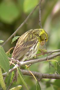 Serinus serinus - Serin cini - Serin - Girlitz