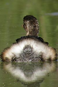 Tachybaptus ruficollis - Grbe castagneux - Little Grebe - Zwergtaucher