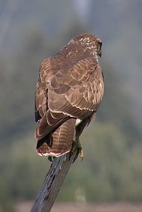 Buteo buteo - Buse variable - Buzzard - Musebussard