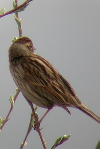 Emberiza schoeniclus - Bruant des roseaux - Reed Bunting - Rohrammer