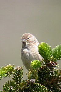 Carduelis cannabina - Linotte mlodieuse - Linnet - Bluthnfling