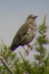 Turdus viscivorus - Grive draine - Mistle Thrush - Misteldrossel