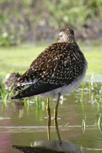 Tringa glareola - Chevalier sylvain - Wood Sandpiper  -  Bruchwasserlufer