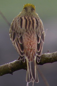 Emberiza citrinella - Bruant jaune - Yellowhammer - Goldammer