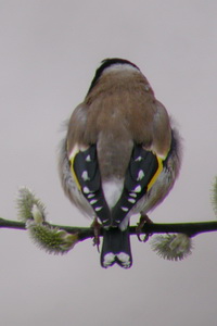 Carduelis carduelis - Chardonneret lgant - Goldfinch - Stieglitz