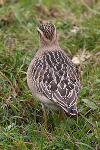 Eudromias morinellus  - Pluvier guignard - Dotterel - Mornellregenpfeifer