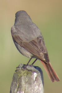 Phoenicurus ochruros - Rougequeue noir - Black Redstart - Hausrotschwanz