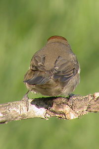 Sylvia atricapilla - Fauvette  tte noire - Eurasian Blackcap - Mnchsgrasmcke