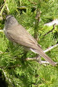 Sylvia curruca - Fauvette babillarde - Lesser Whitethroat - Klappergrasmcke