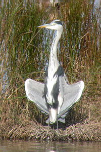 Ardea cinerea - Grey Heron - Hron cendr - Graureiher