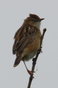 Cisticola juncidis - Zitting Cisticola - Cisticole des joncs - Cistensnger