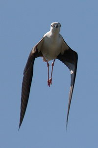 Himantopus himantopus - Black-winged Stilt - chasse blanche - Stelzenlufer