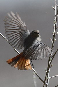 Phoenicurus ochruros - Black Redstart - Rougequeue noir - Hausrotschwanz