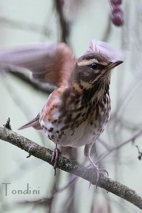 Turdus iliacus - Redwing - Grive mauvis - Rotdrossel