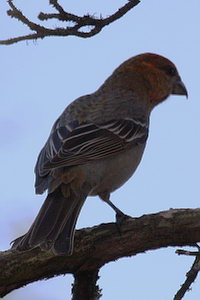 Pinicola enucleator - Pine Grosbeak -Durbec des sapins - Hakengimpel