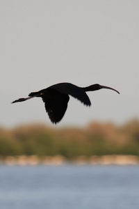 Plegadis falcinellus - Glossy Ibis - Ibis falcinelle - Sichler