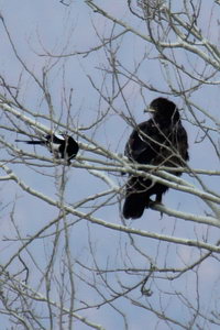 Aquila clanga - Greater Spotted Eagle - Aigle criard - Schelladler