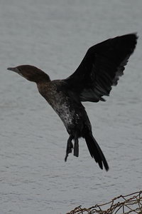 Microcarbo pygmeus - Pygmy Cormorant - Cormoran pygme - Zwergscharbe