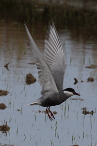 Chlidonias hybrida - Whiskered Tern - Guifette moustac - Weibart-Seeschwalbe