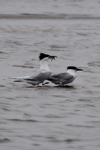 Thalasseus sandvicensis - Sandwich Tern - Sterne caugek - Brandseeschwalbe-sandvicensis